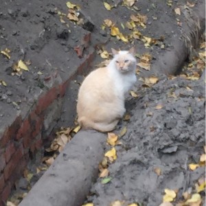 Красивый какой котик 🐈 